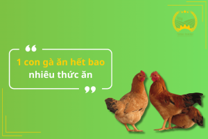 1 con gà ăn hết bao nhiêu thức ăn