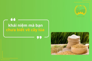 Khái niệm mà bạn chưa biết về cây lúa