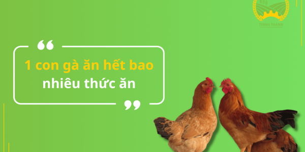 1 con gà ăn hết bao nhiêu thức ăn