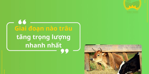 Giai đoạn nào trâu tăng trọng lượng nhanh nhất