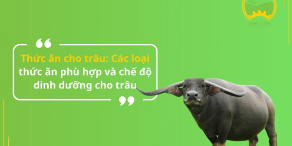 Thức ăn cho trâu: Các loại thức ăn phù hợp và chế độ dinh dưỡng cho trâu